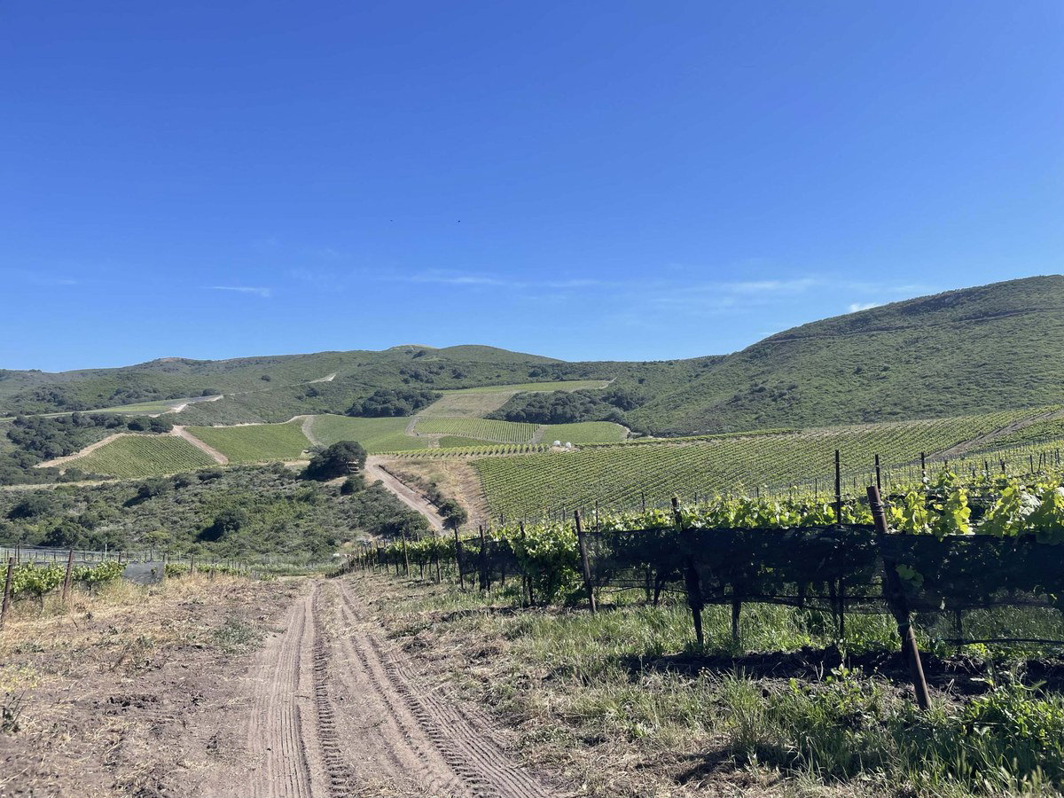 Aerial view of terraced vineyard rows on rolling green hills with dirt roads winding through the landscape under clear blue sky.