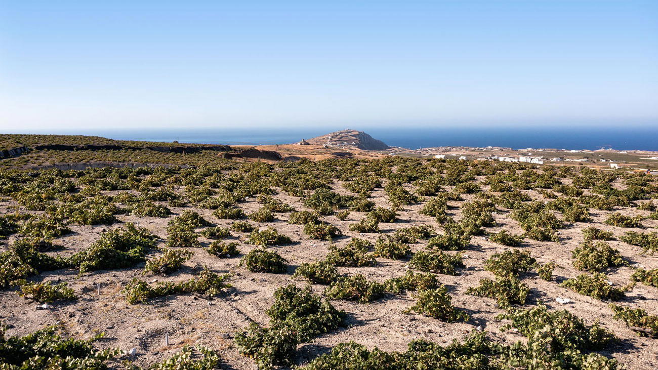 Santorini Drought Forces Winemakers Into Wastewater Irrigation Pivot