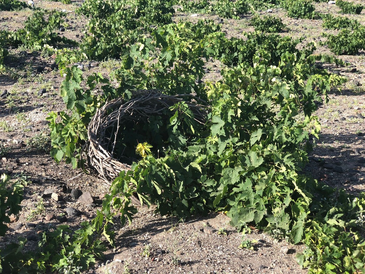 A traditional Santorini kouloura, a basket-trained vine, in a rocky vineyard under a bright sky.