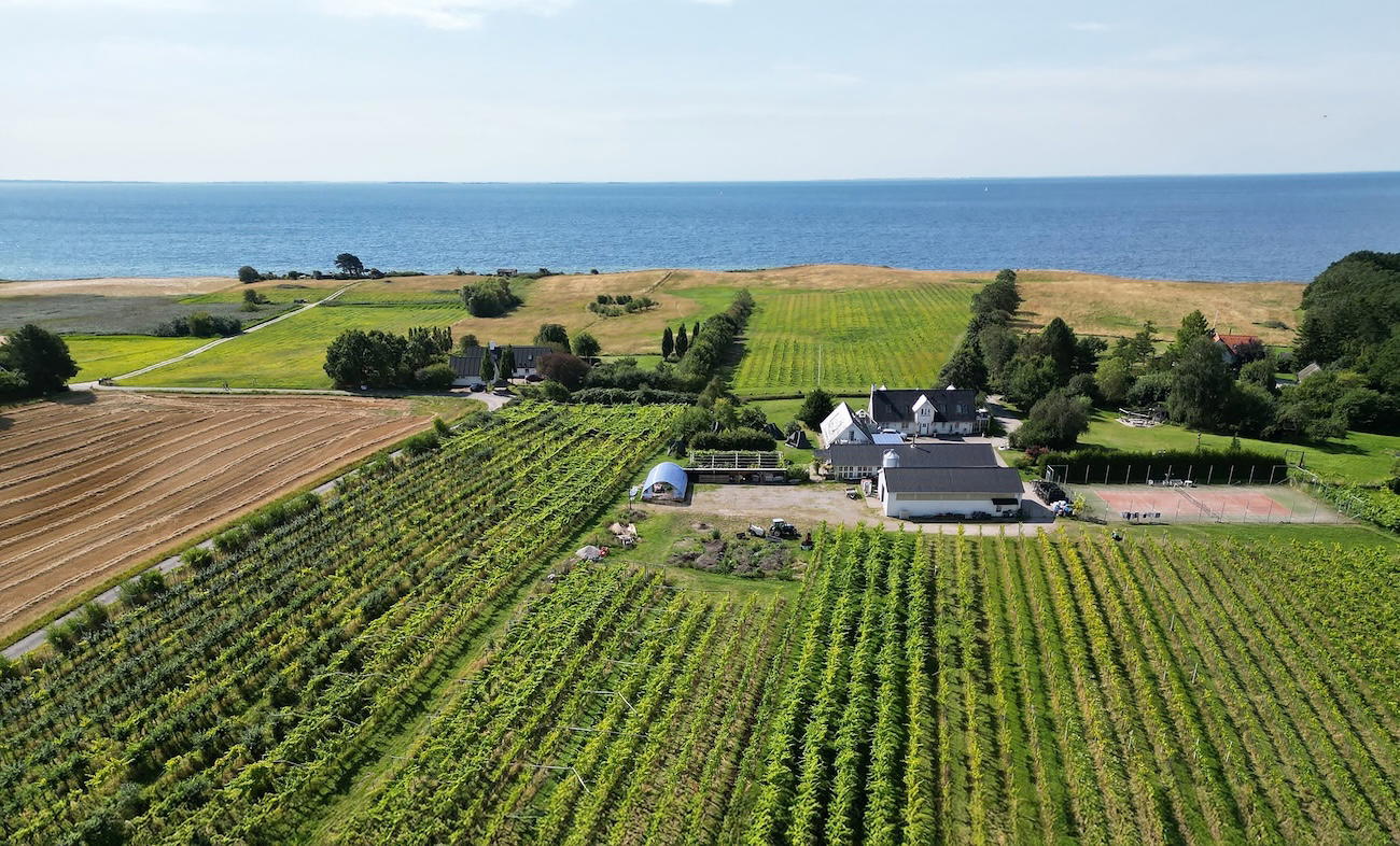Scandinavian Wine Regions Enter Their Serious Phase