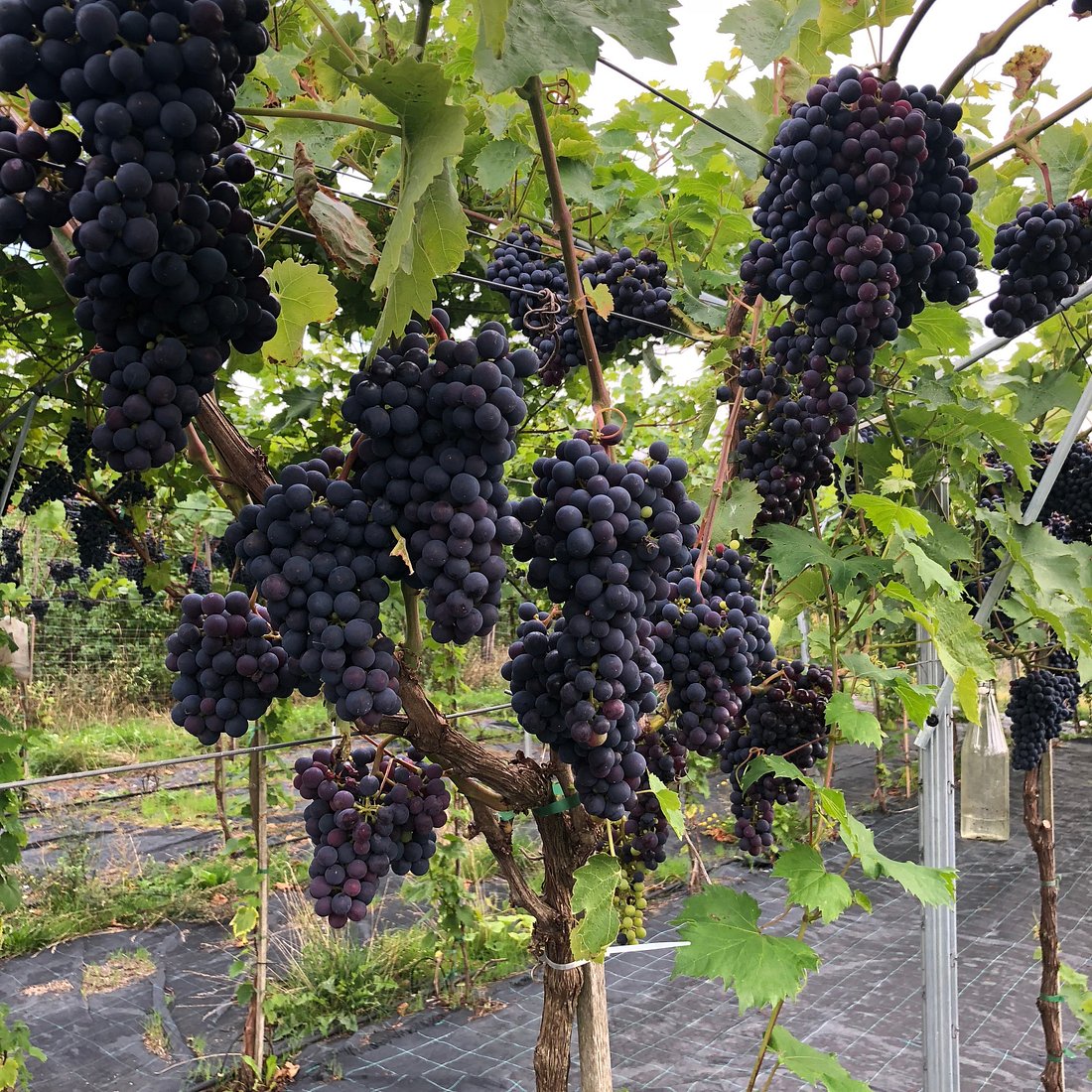Vineyard rows with mature clusters of dark grapes hanging from vines trained on overhead wires, with ground cover visible below