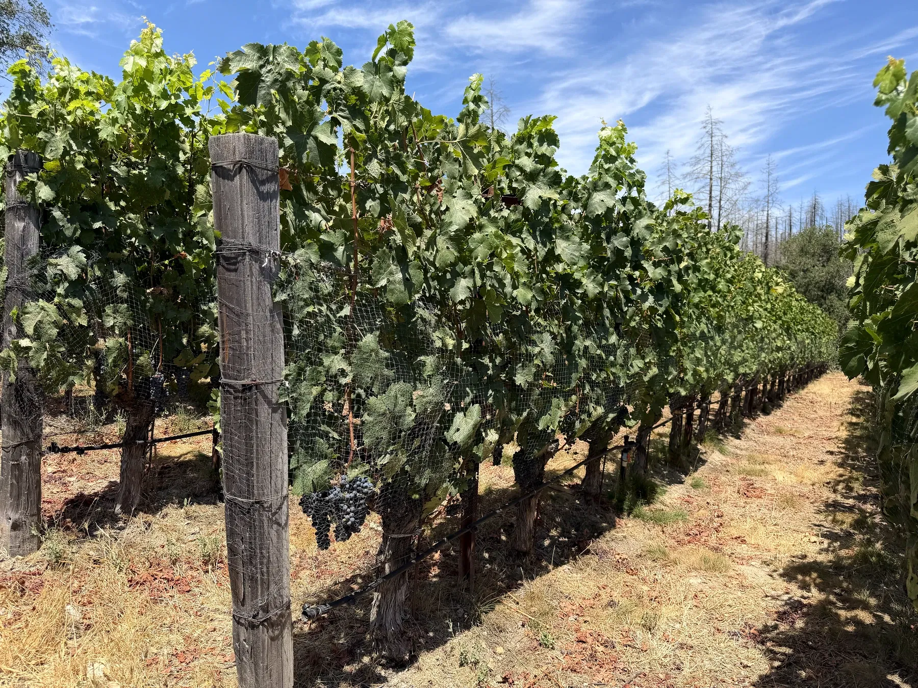 Small Cabernet vineyard rows on the hillside at Seven Stones Estate