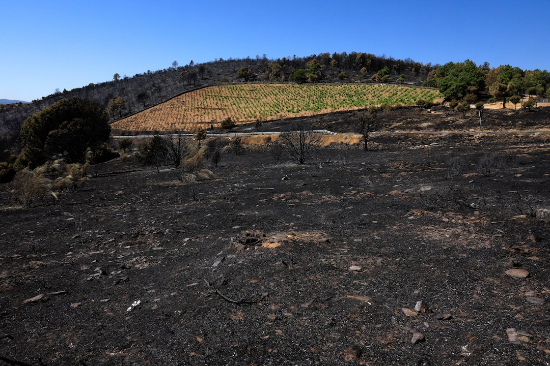 A vineyard landscape showing fire-damaged terrain in the foreground with charred ground and burnt vegetation, a cleared firebreak, and intact