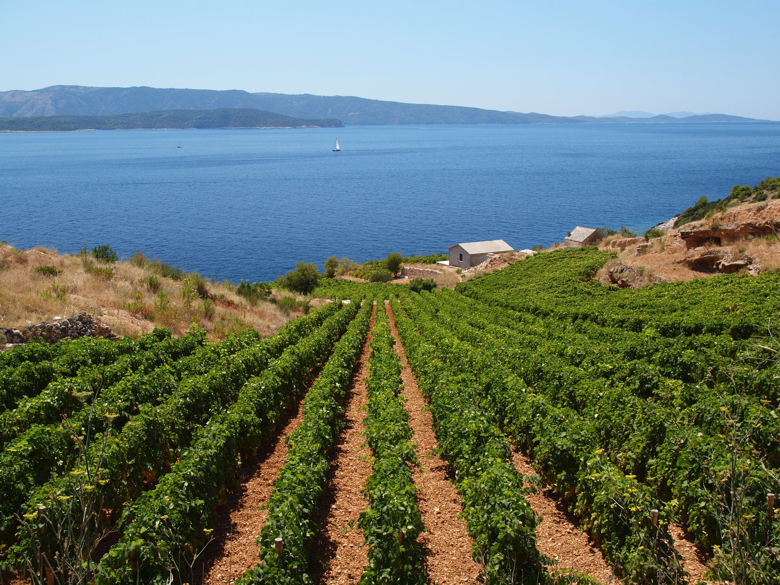Vineyard rows on a hillside overlooking a bay with mountains in the background