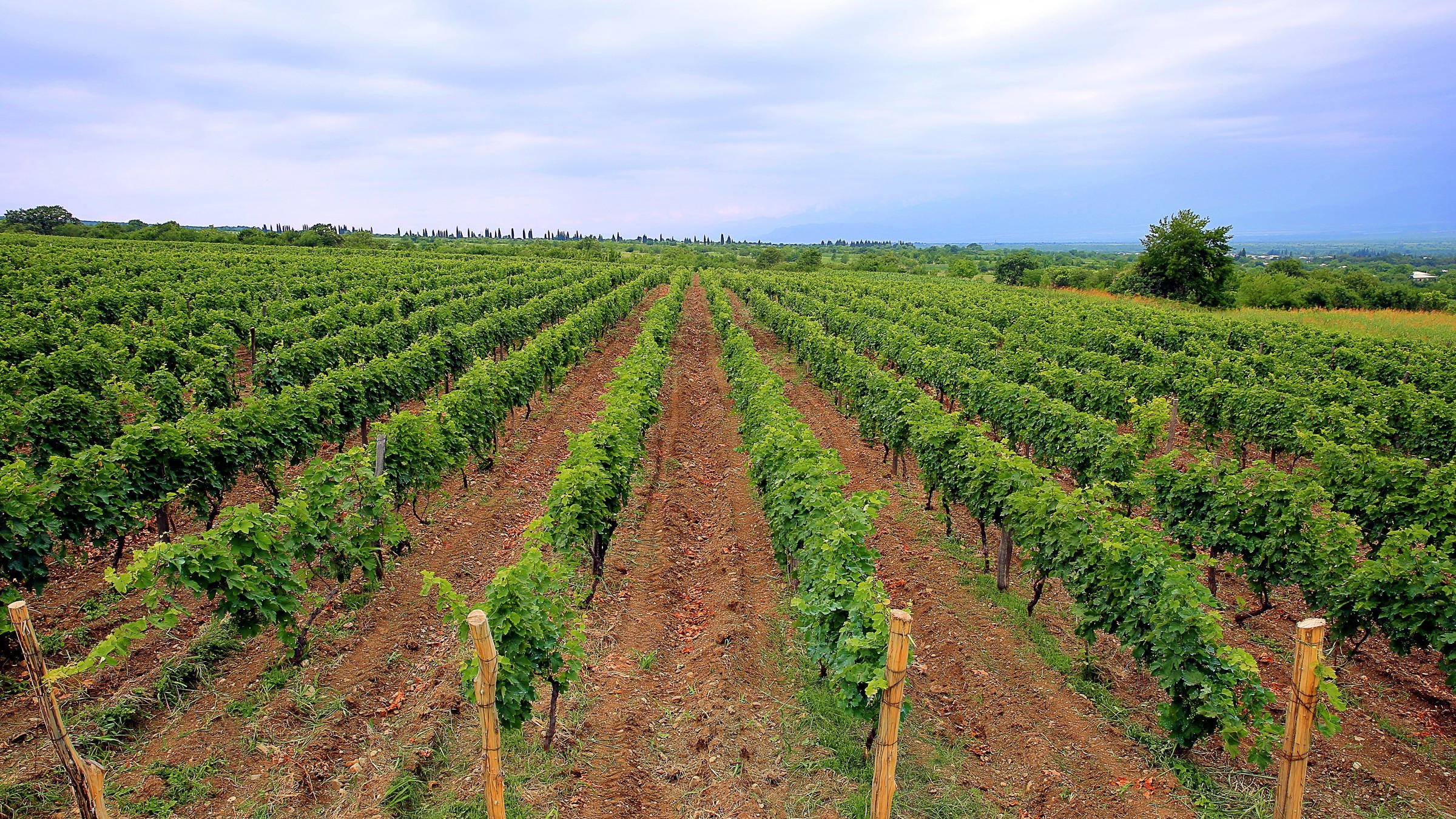 Stalin's Wine Collection: Georgia Plans 40,000-Bottle Auction