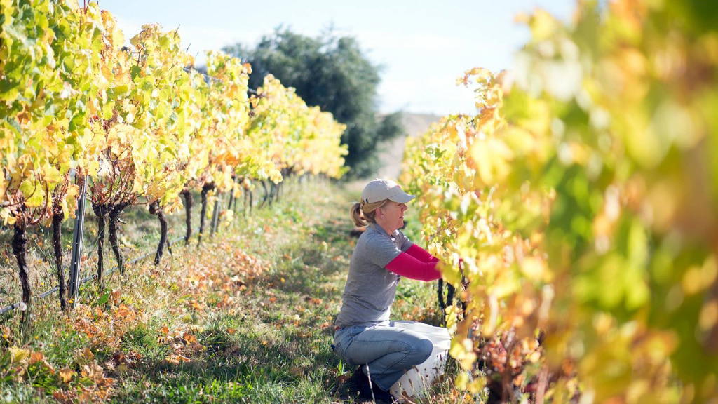 Stargazer Wines Tasmania: Sam Connew's Anti-Uniformity Conviction