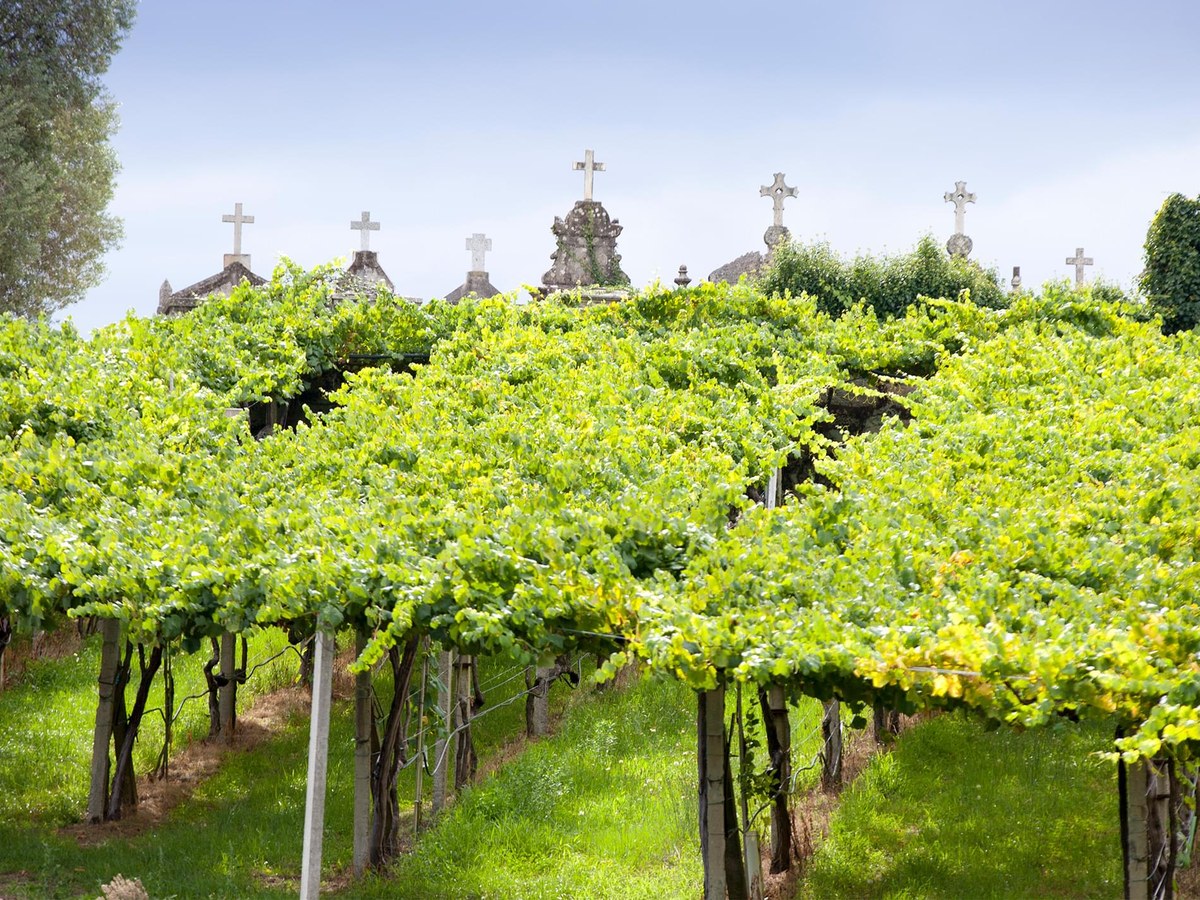 O Rosal's distinctive cemetery-adjacent vineyards, a key to Terras Gauda's unique caíño blanco.