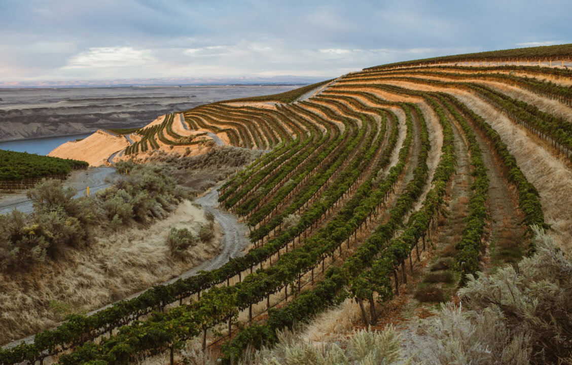 Terraced vineyards with rows of green grapevines stretch across a hillside, overlooking a river and a vast, dry landscape under a cloudy sky.