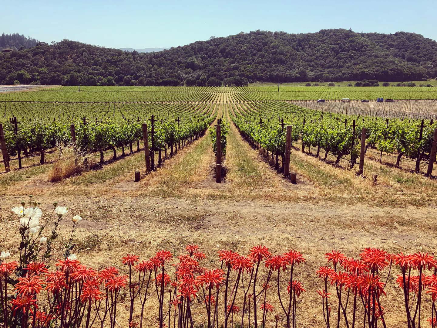 Rows of green grapevines stretch into the distance under a clear sky, with a line of red flowers in the foreground and forested hills behind.