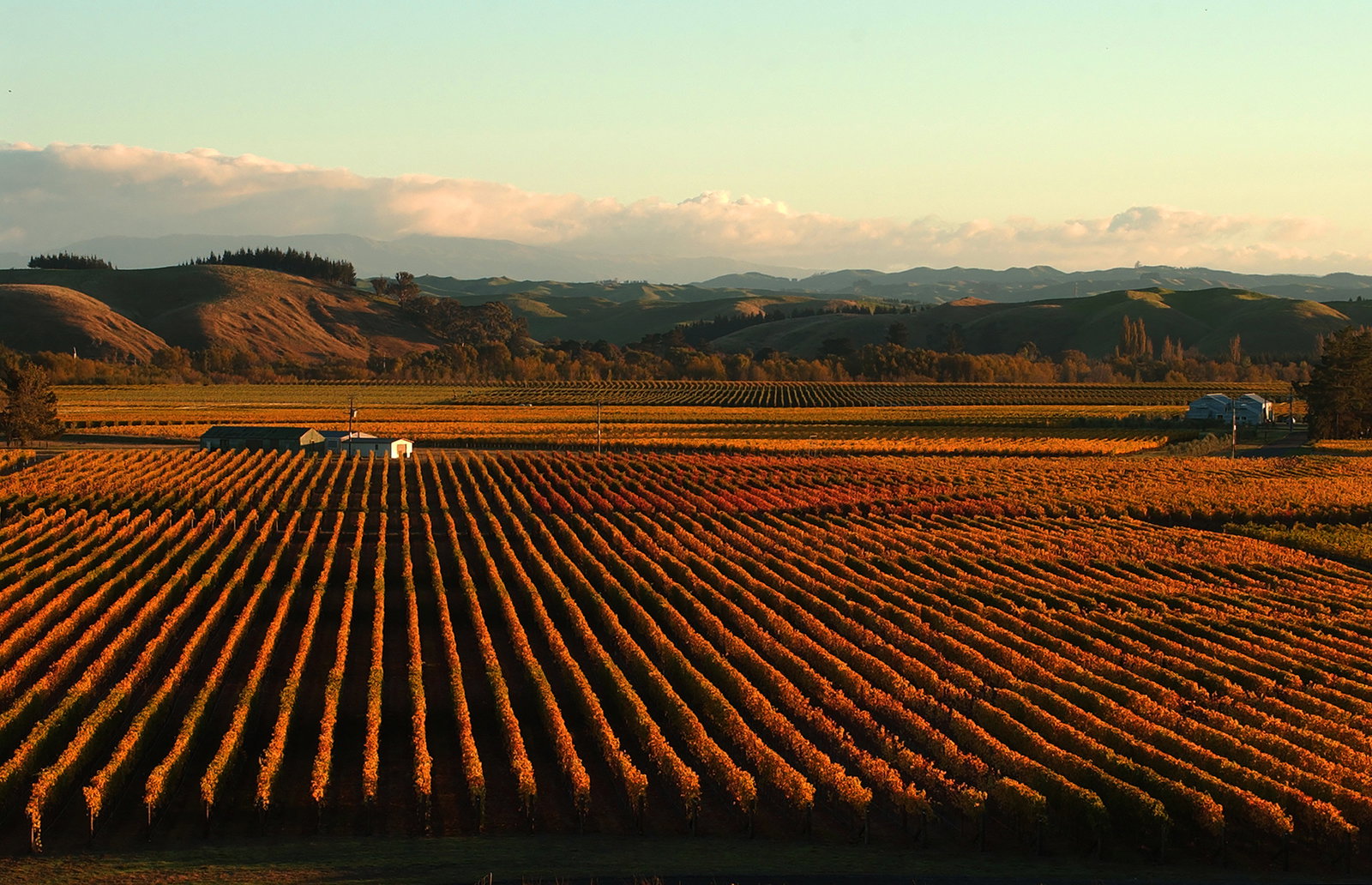 Rows of grapevines with golden-orange leaves stretch across a field, with rolling hills and a light blue sky in the background.