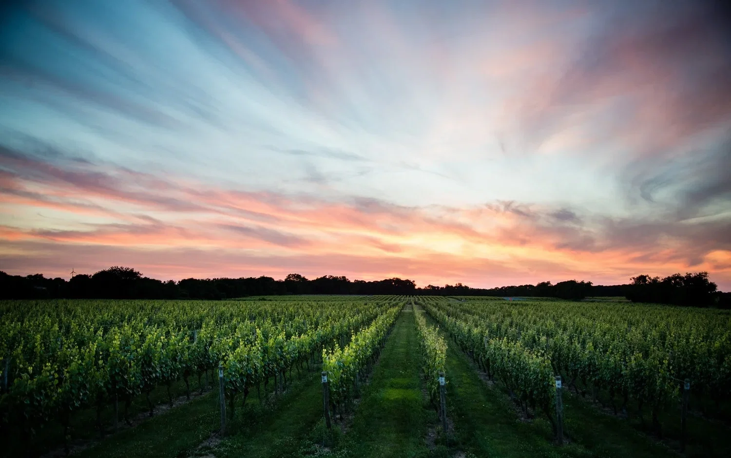 Rows of green grapevines stretch into the distance under a vibrant sunset sky with hues of pink, orange, and blue.