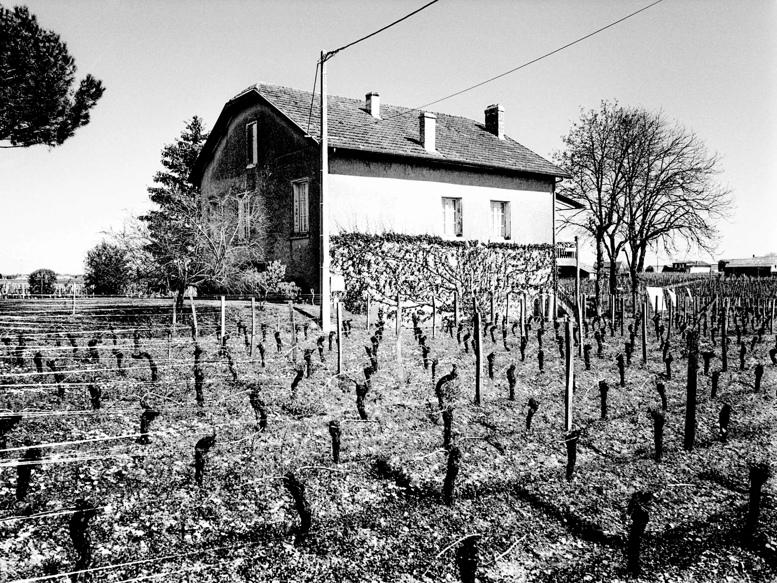 Vineyards in Bordeaux
