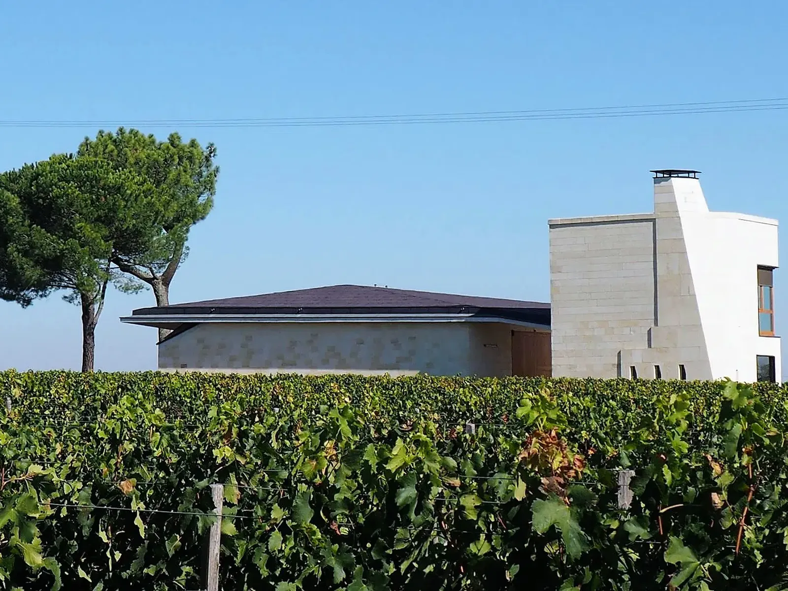 Vineyards in Bordeaux
