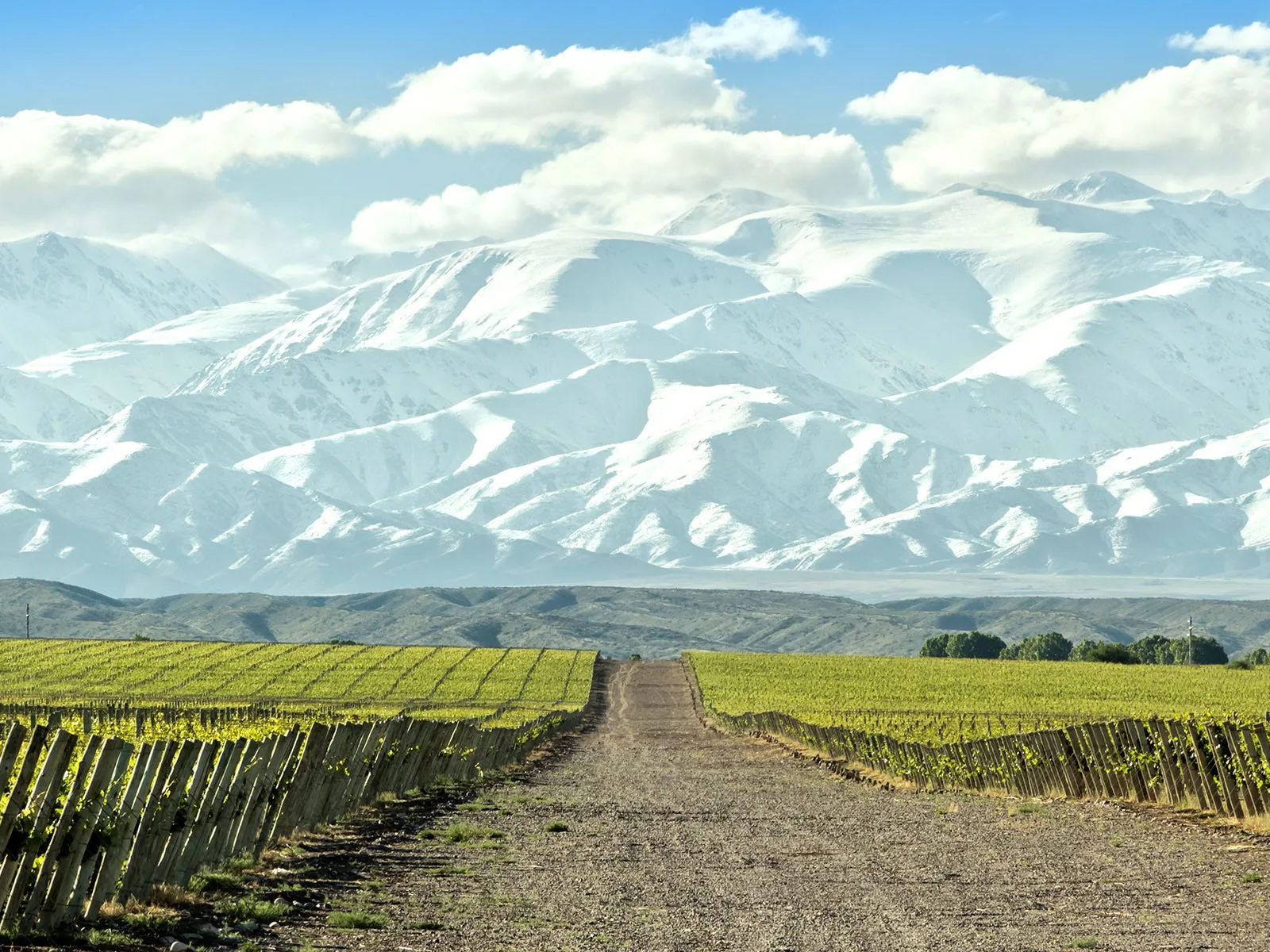 Vineyards in Mendoza
