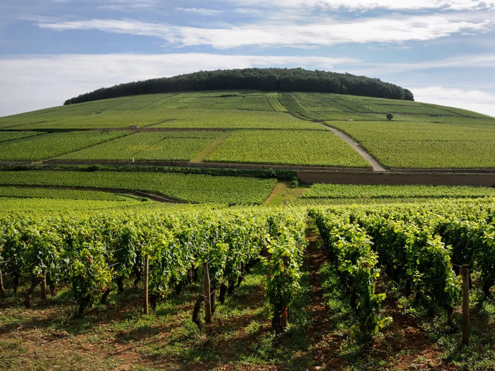 Vineyards in Côte de Beaune