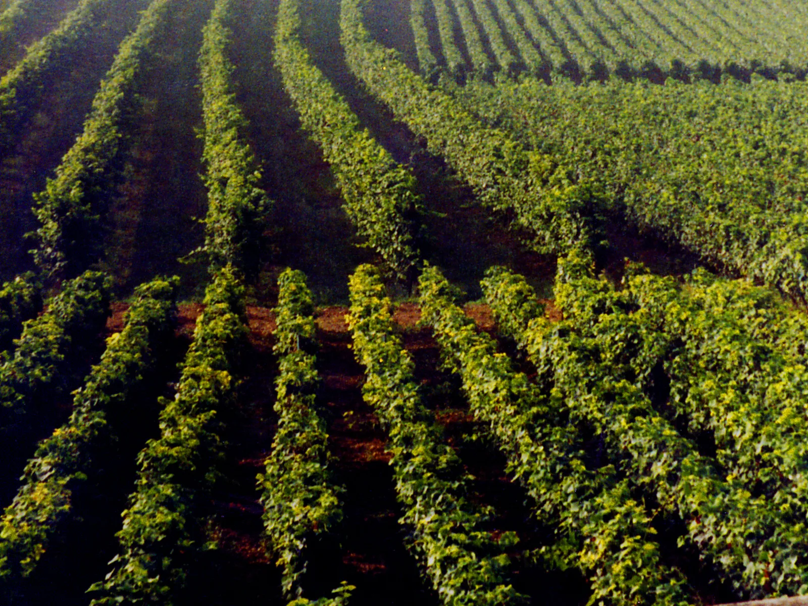 Vineyards in Côte de Beaune