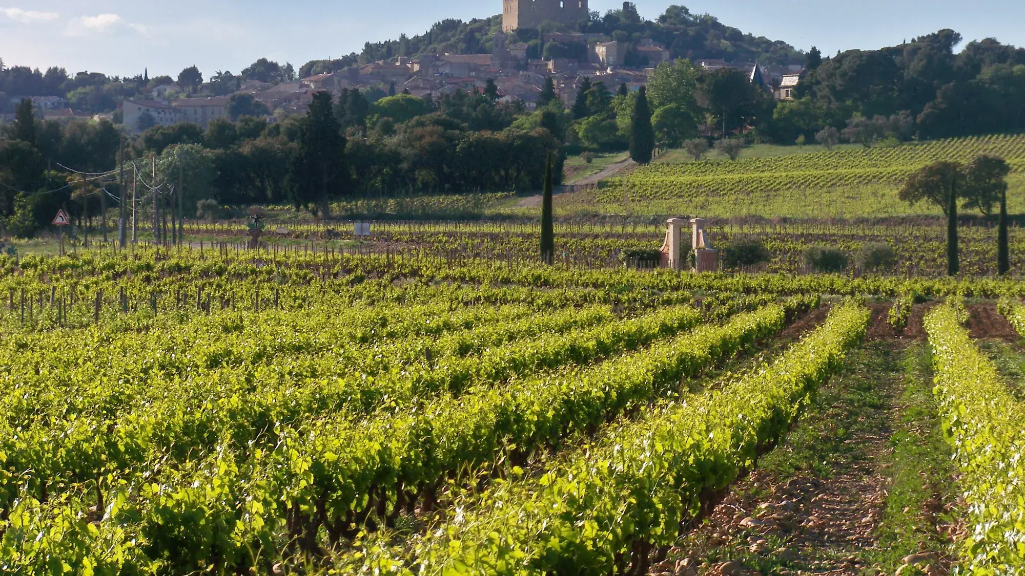 The Top 5 Wineries to Visit in Paso Robles