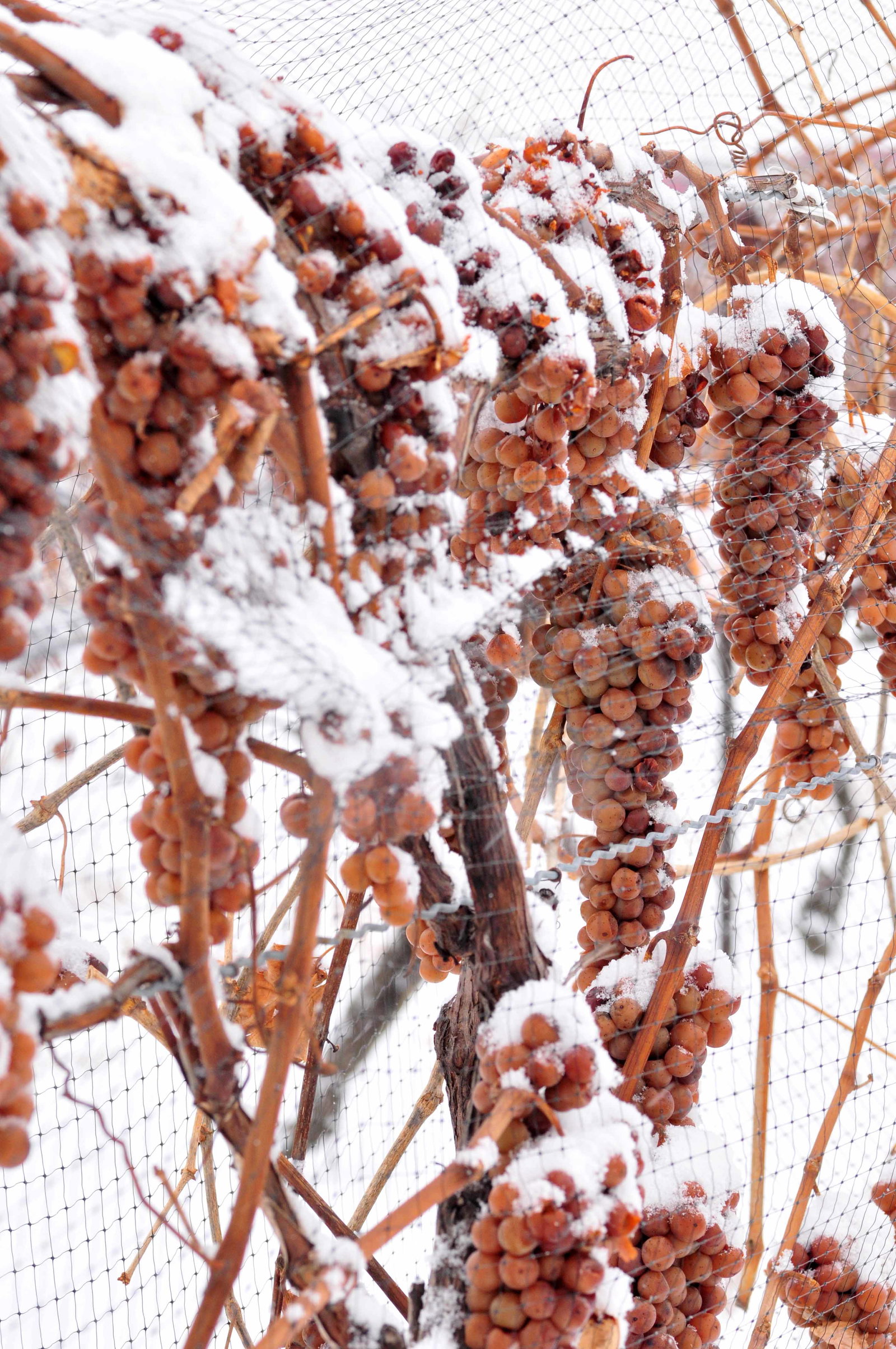 Clusters of grapes, covered in a light dusting of snow and protected by a fine mesh netting, hang from gnarled vines in a vineyard during winter.