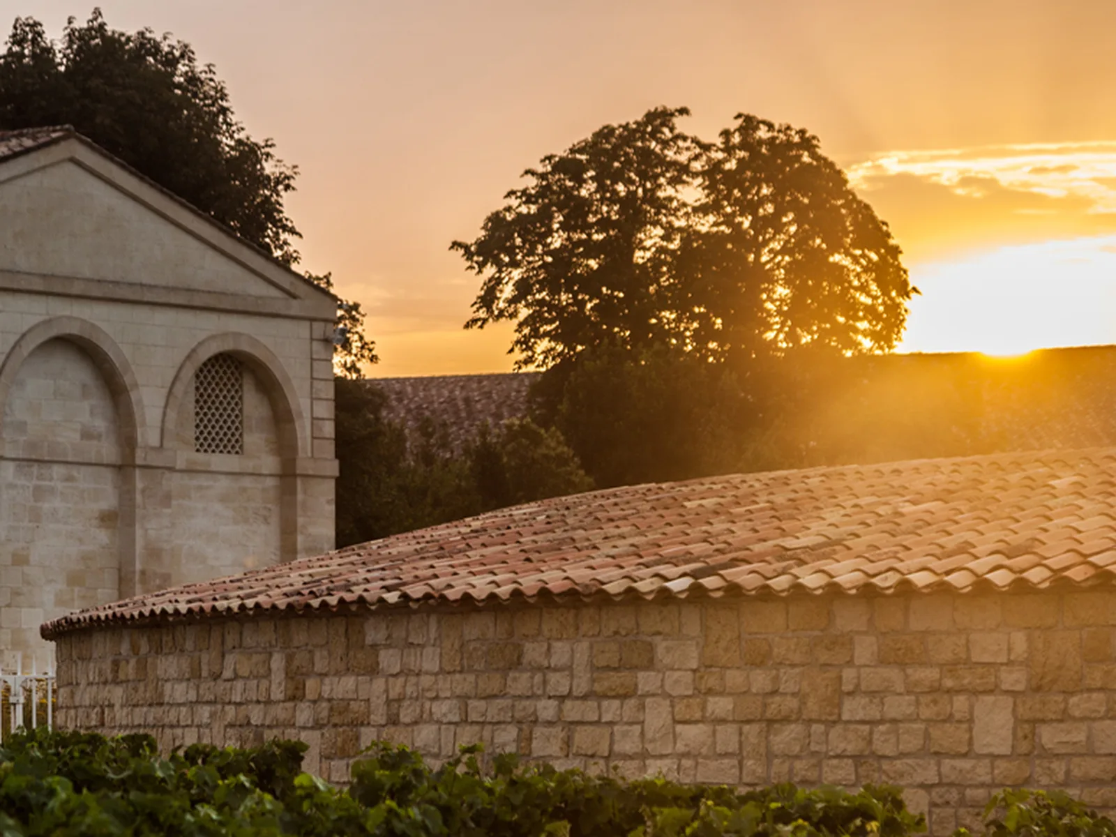 Vineyards in Bordeaux