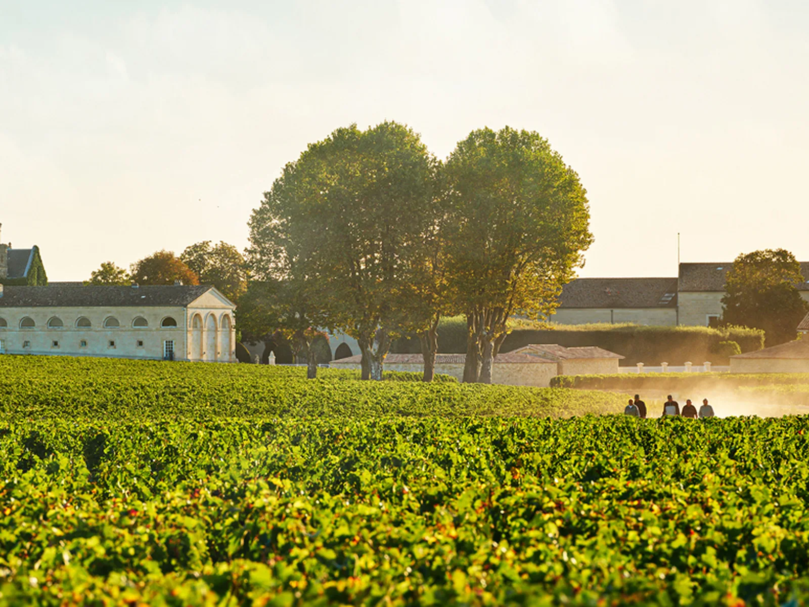 Vineyards in Bordeaux