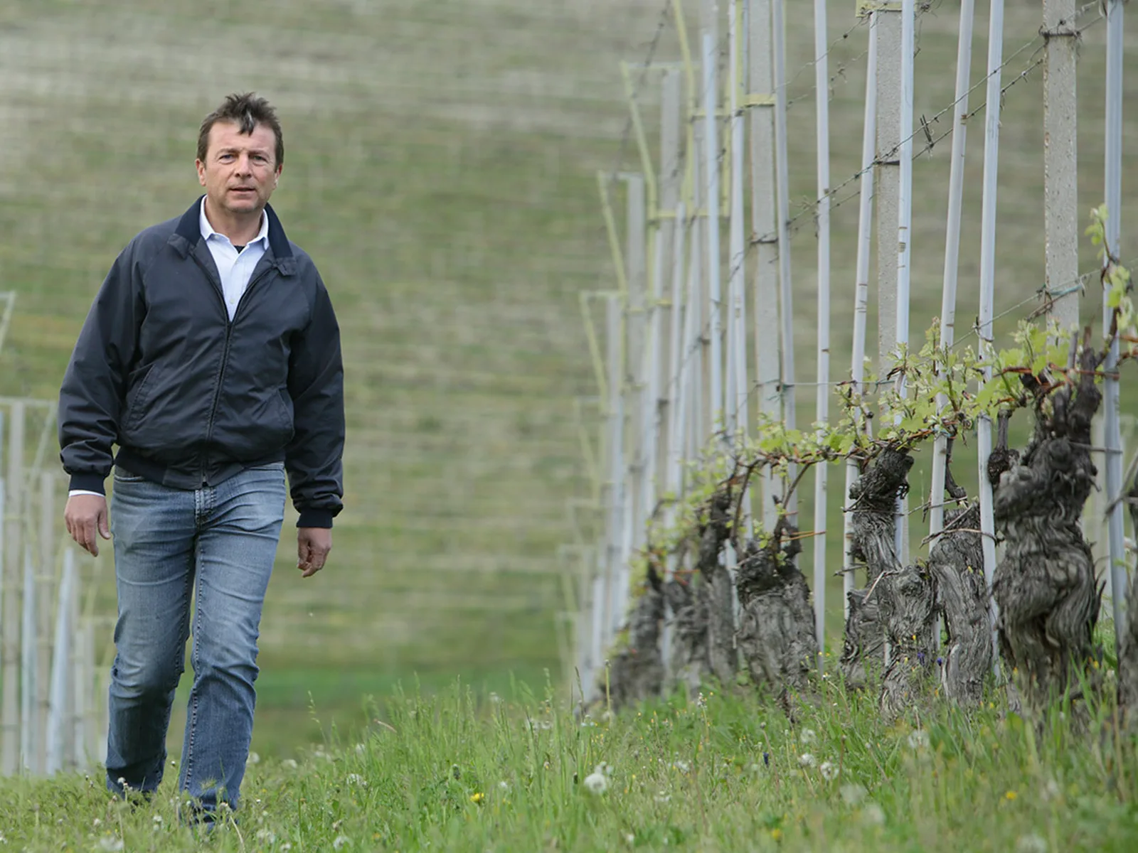 Vineyards in Piedmont