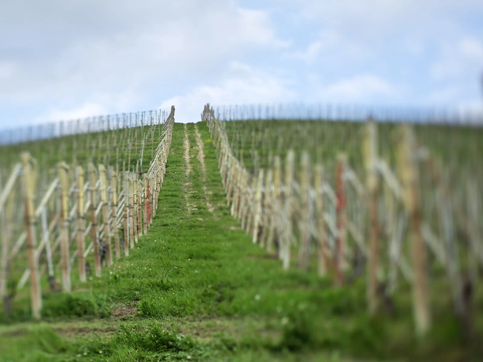 Vineyards in Piedmont