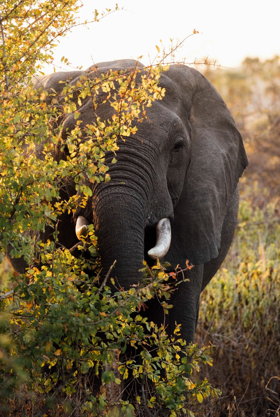 A large African elephant with visible tusks browses on yellow-leafed shrubs and vegetation in an arid savanna setting.