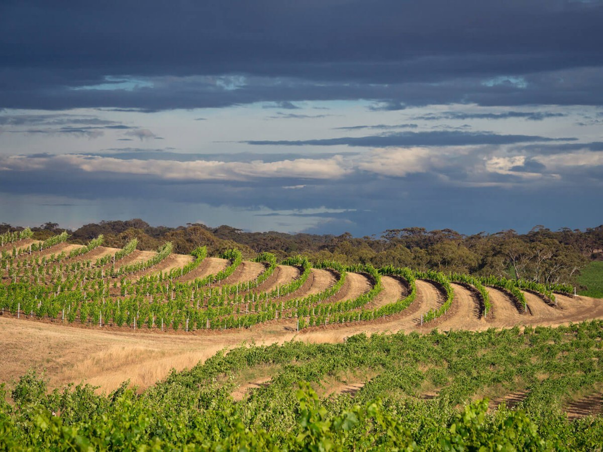Alkina winery's Barossa Valley Grenache blocks showcase the terroir highlighted at Uncorked: Modern Australia.