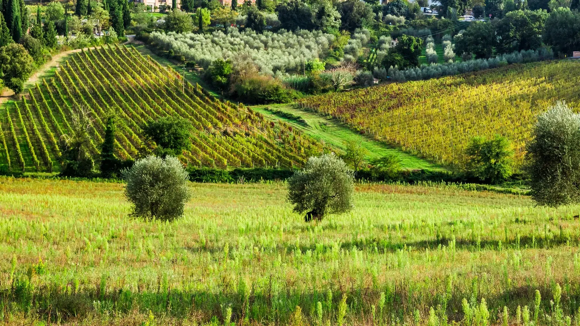 A Valdicava Winery Visit in Montalcino