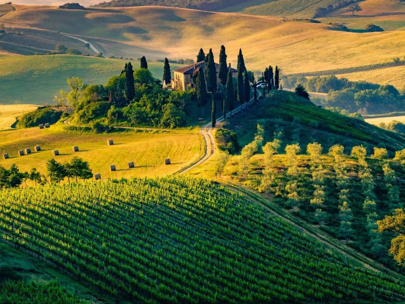 Vineyards in Tuscany