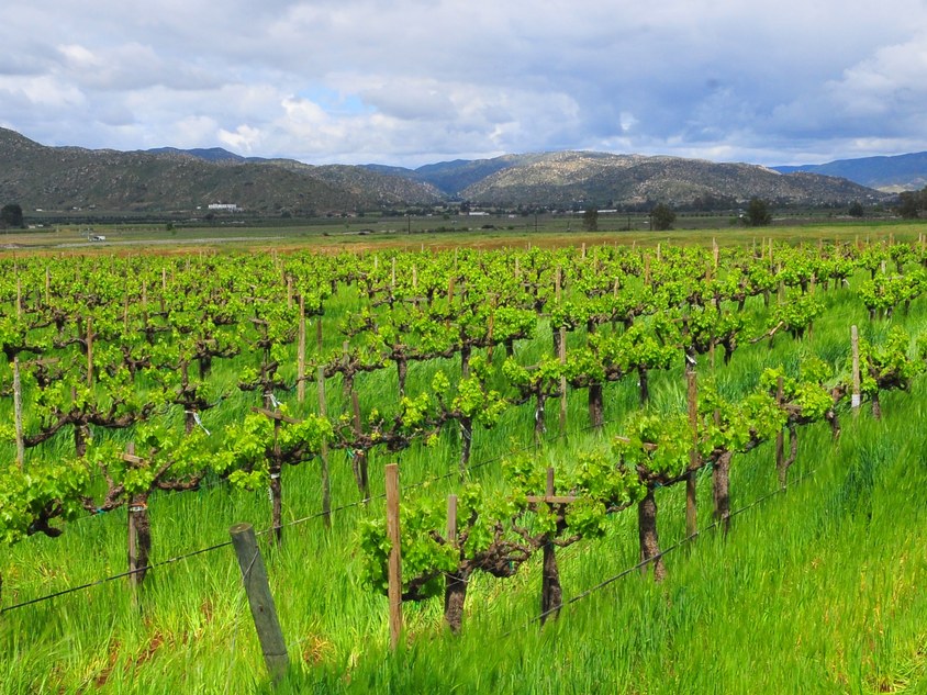 Casa Magoni's established vineyard rows with lush green cover crop anchor Valle de Guadalupe's rich history.