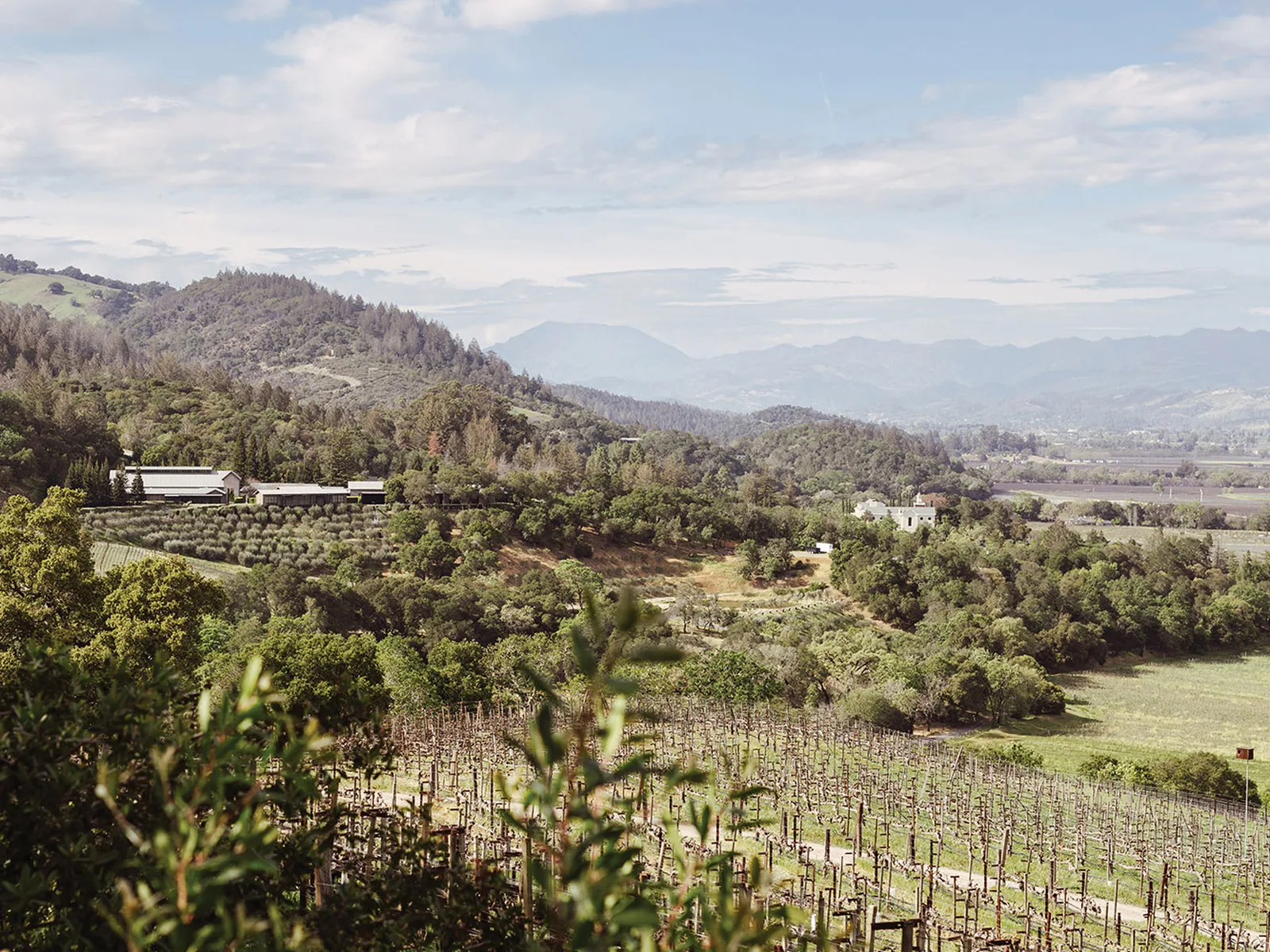 Vineyards in Napa Valley