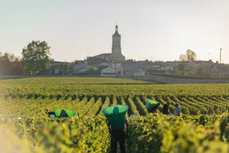 Several workers in green vests harvesting grapes in rows of grapevines, with a village church and buildings visible across the field in the background.