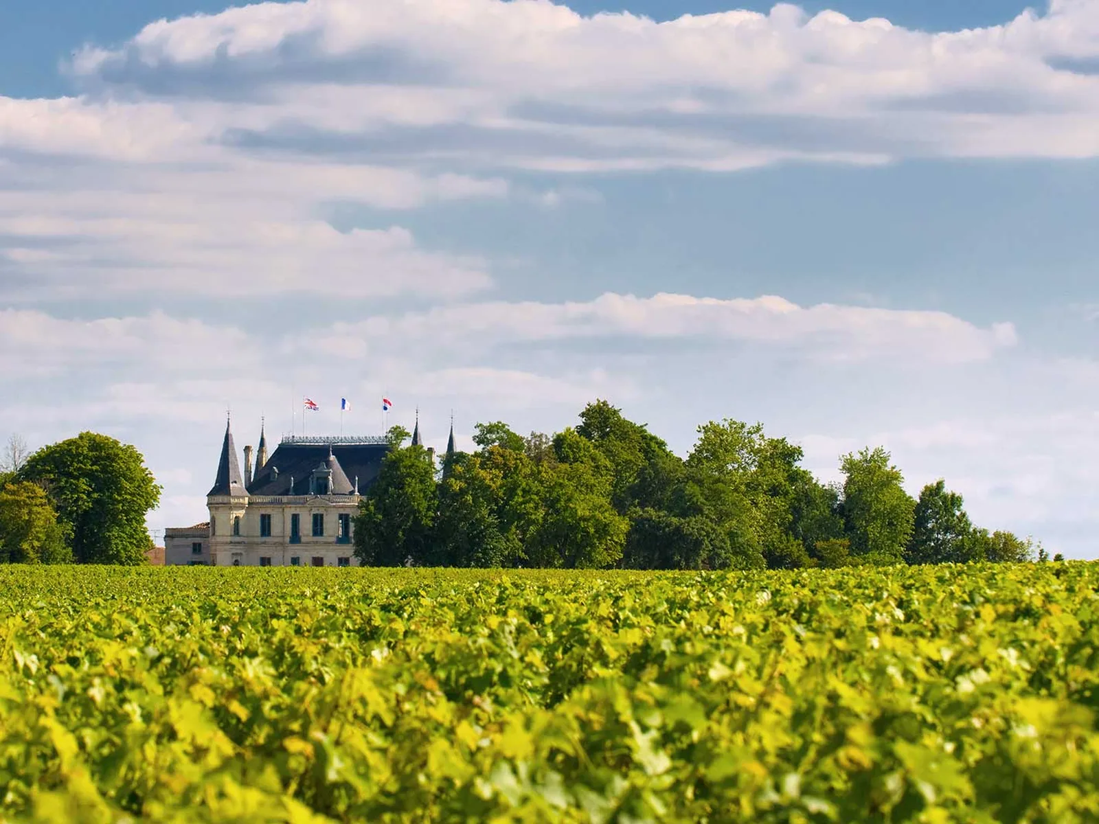 Vineyards in Bordeaux