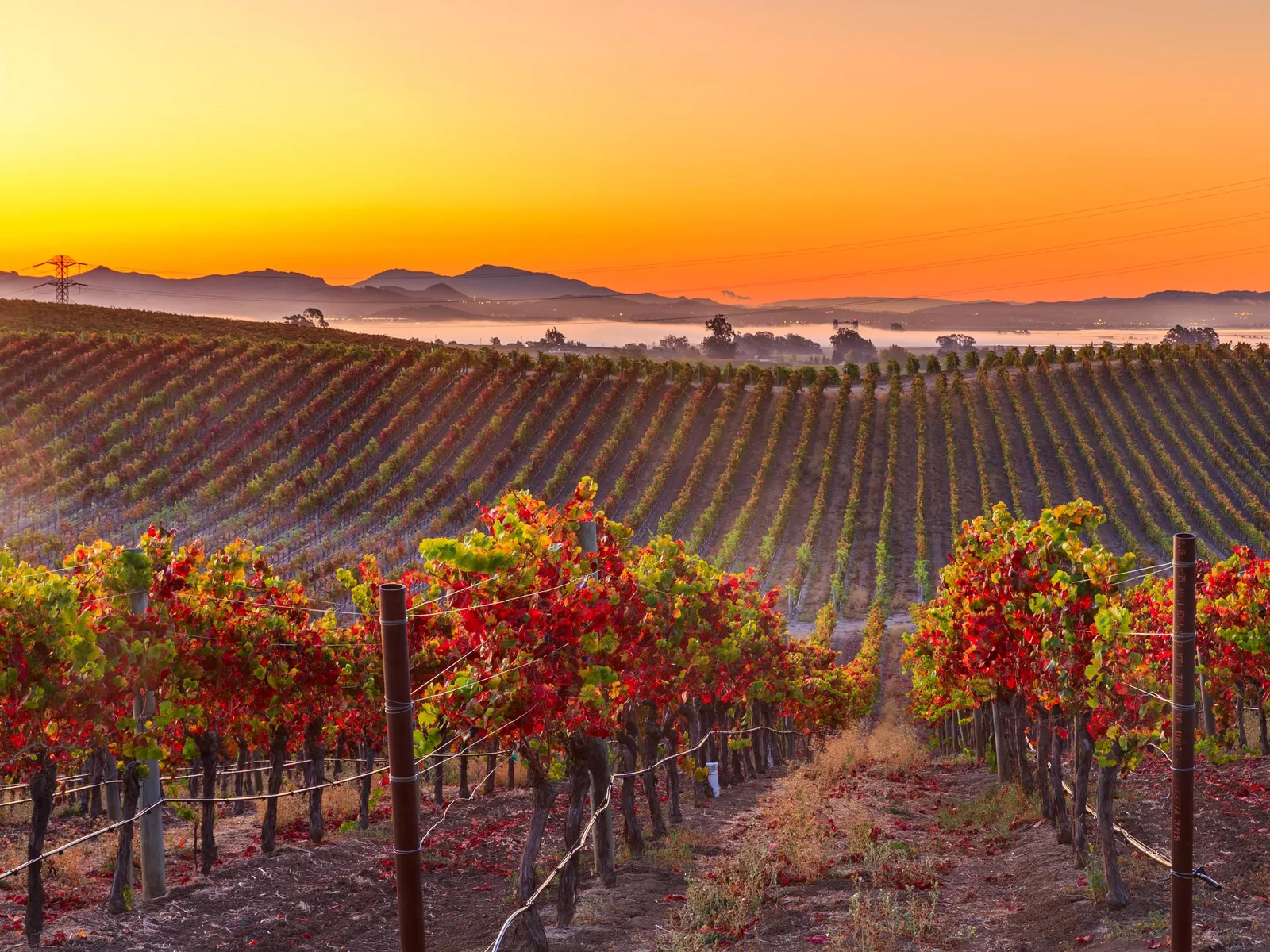 Vineyards in Napa Valley