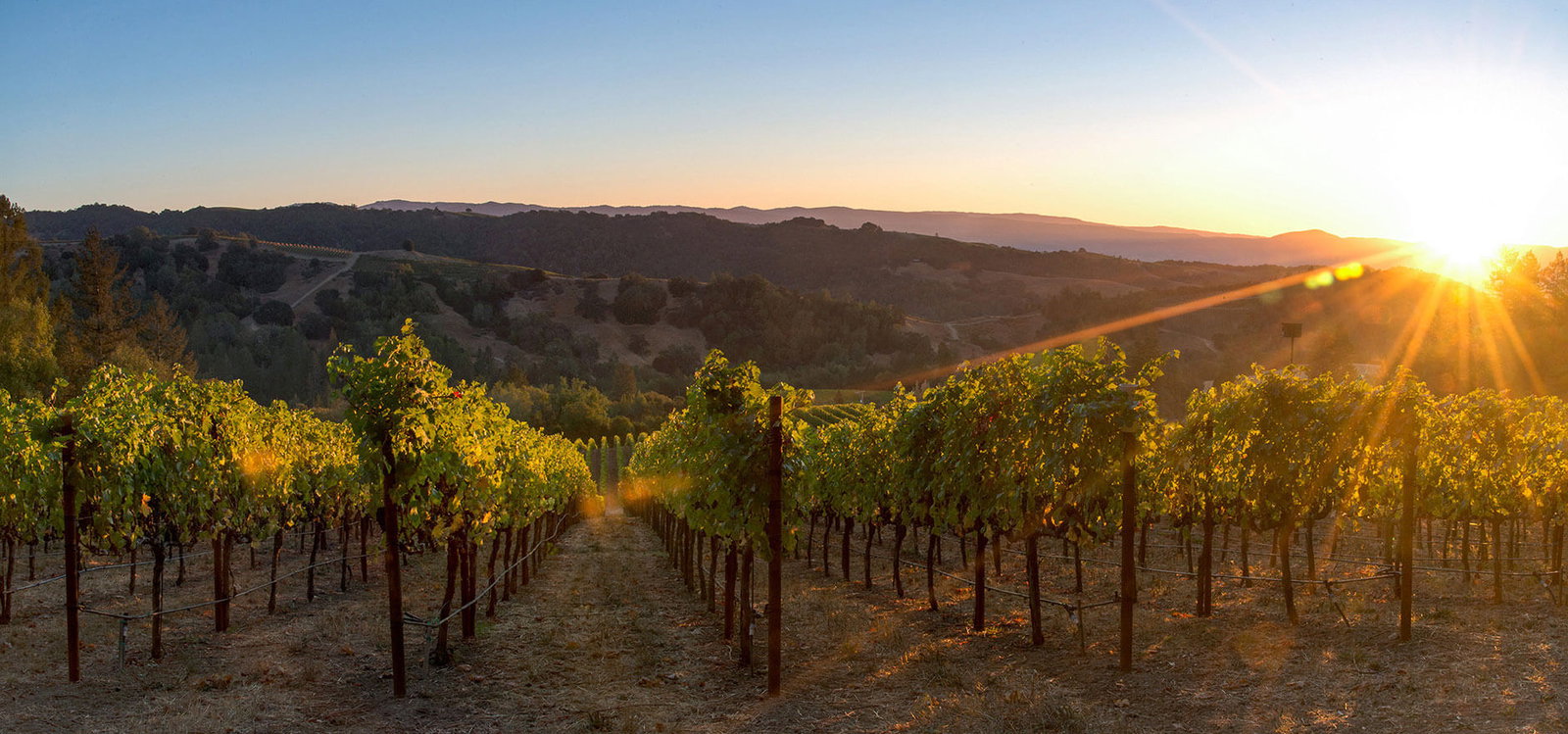 Conclusion - Visiting Napa's Exclusive Wineries, bathed in the warm, golden glow of the setting sun.