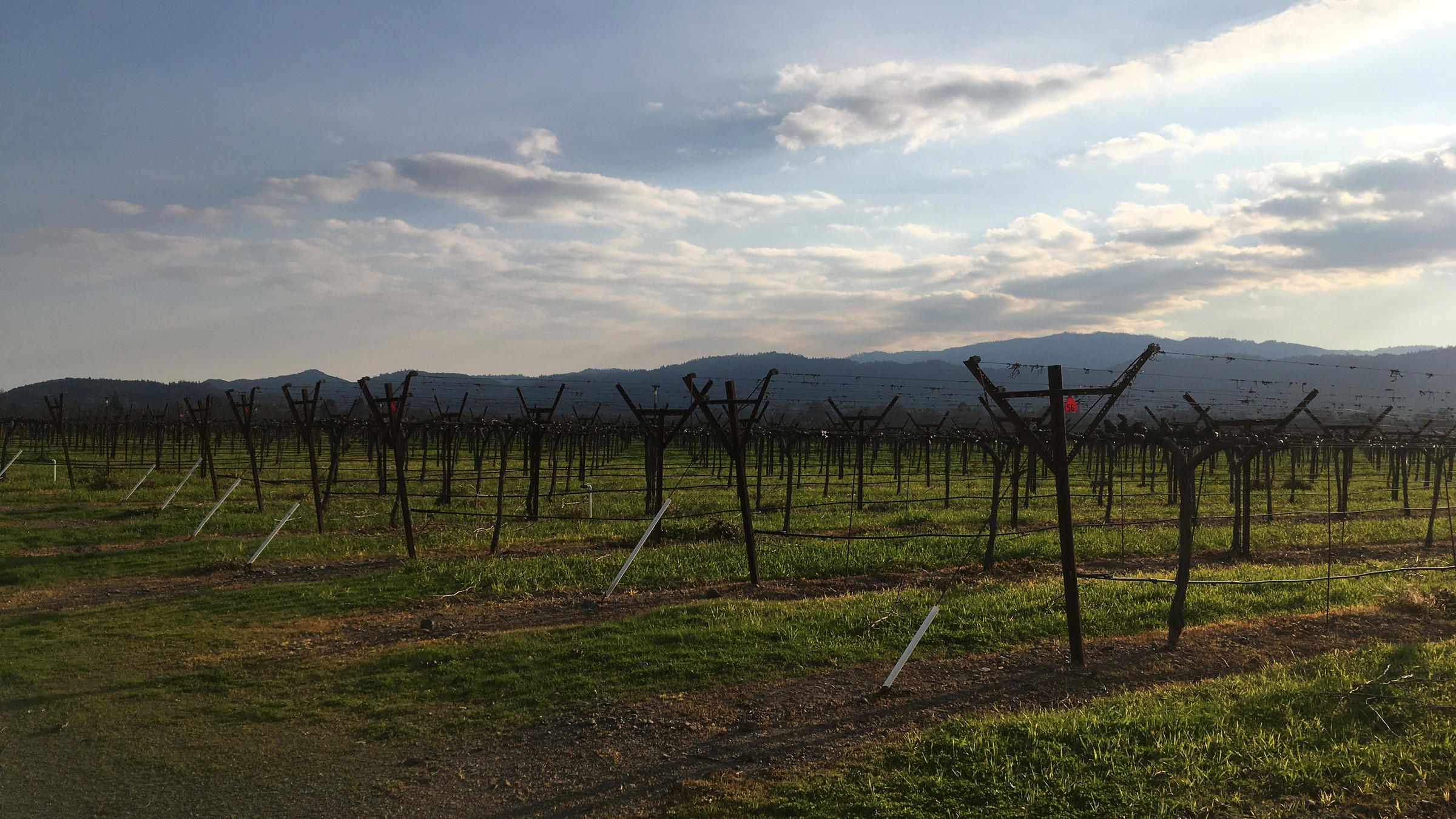 What It's Like to Visit Napa's Three Most Exclusive Wineries (Harlan, Bond, Promontory)