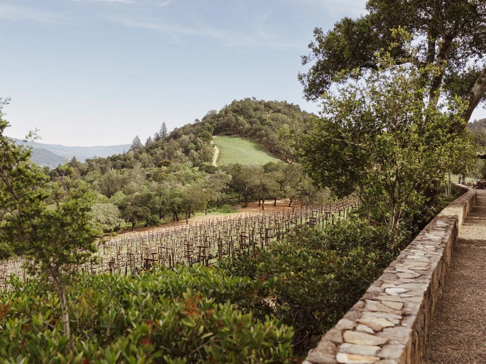 Vineyards in Napa Valley
