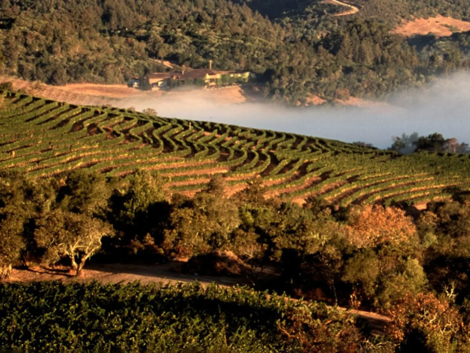 Vineyards in Napa Valley