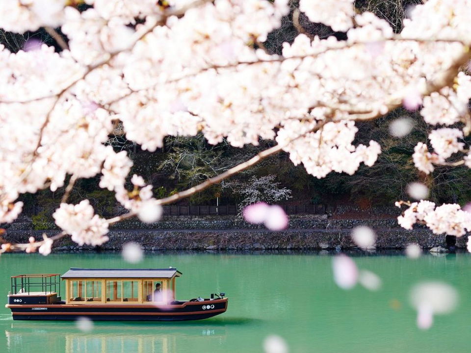 A traditional Japanese wooden boat with a cabin glides on the jade-green Oi River, framed by delicate pink and white cherry blossoms.