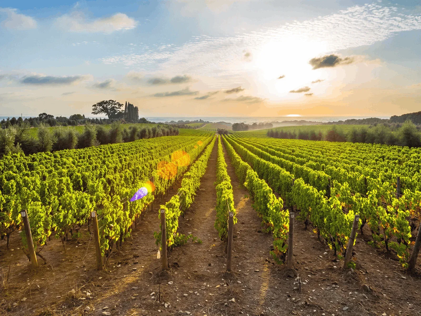 Vineyards in Tuscany