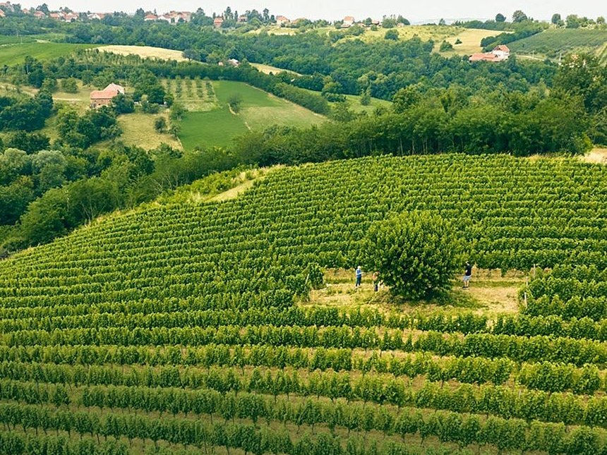 An aerial drone photograph of a large hillside vineyard with neatly ordered rows of green vines, rolling countryside, scattered farmhouses, and a
