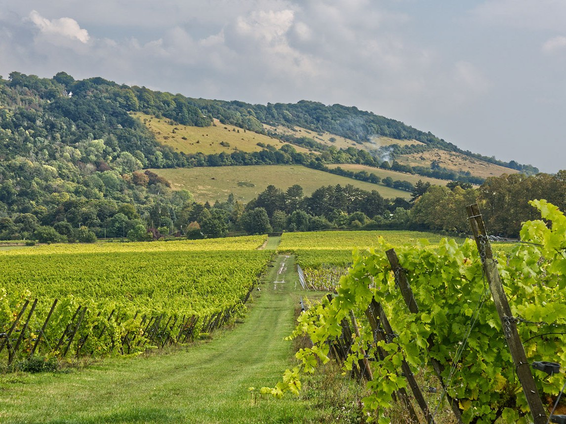 A vineyard with rows of green grapevines stretches towards rolling hills covered in trees and patches of grass under a cloudy sky.