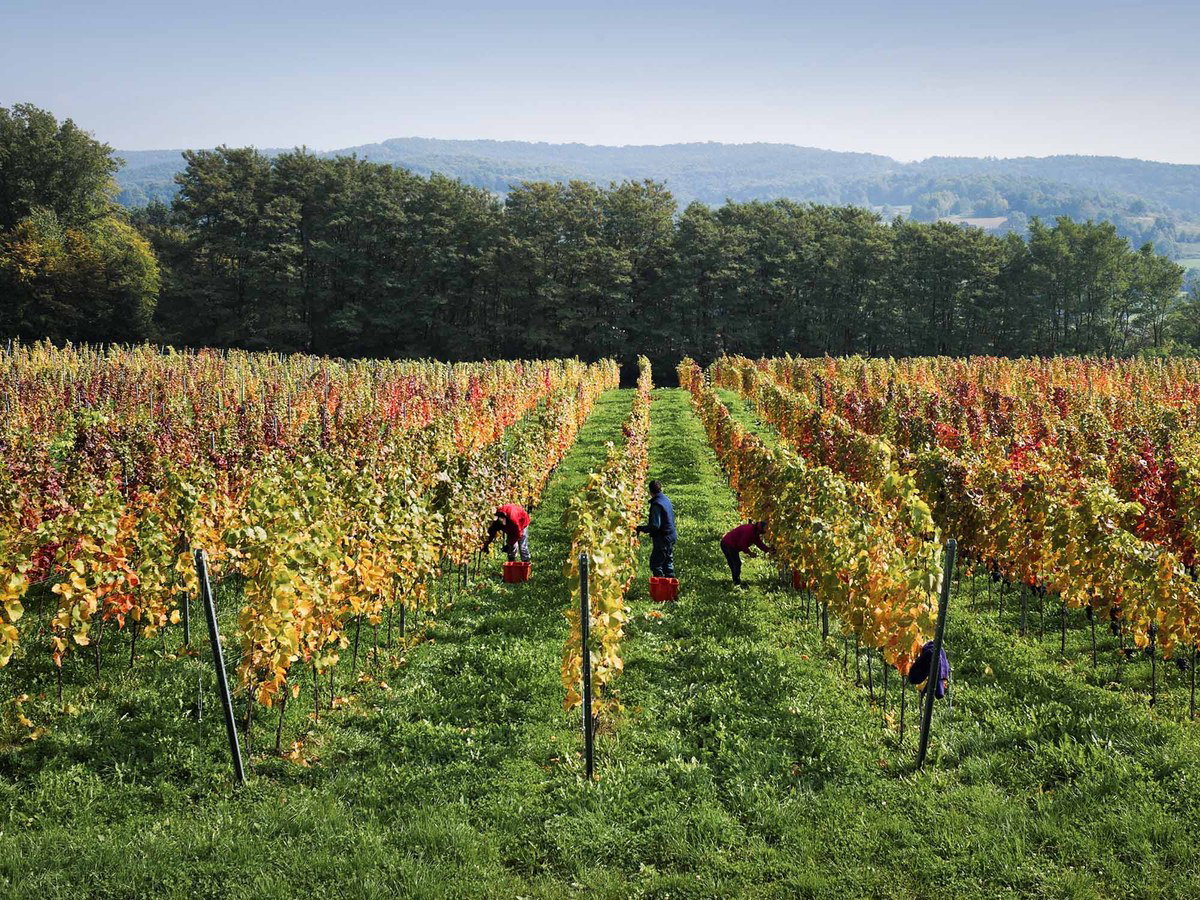 Marof estate's organic vineyard in Prekmurje, Slovenia, where Welschriesling Graševina grapes are harvested.