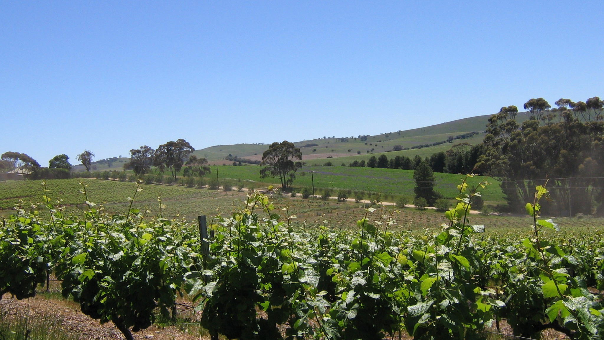 Wendouree Cult Wine: The Clare Valley Estate That Refuses to Be Found