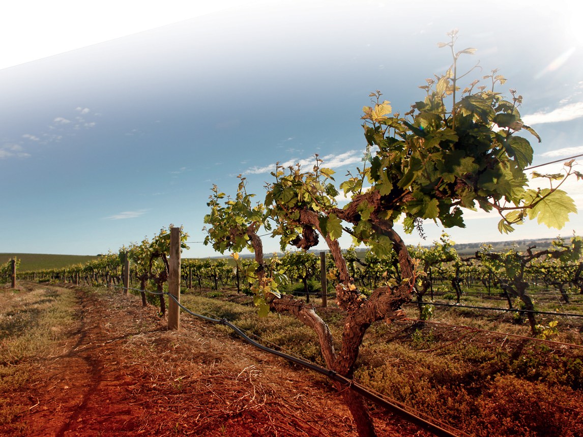 A row of old grapevines with gnarled trunks growing in red ironstone soil under a blue sky in Clare Valley, South Australia.