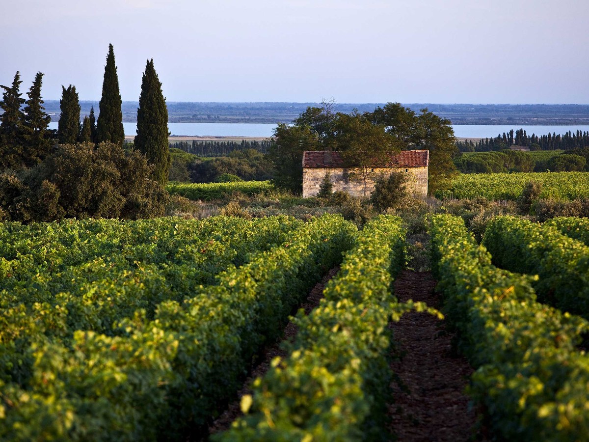 Green grapevines in rows stretch across a hillside with a weathered stone building, tall cypress trees, and a blue lake visible in the background.
