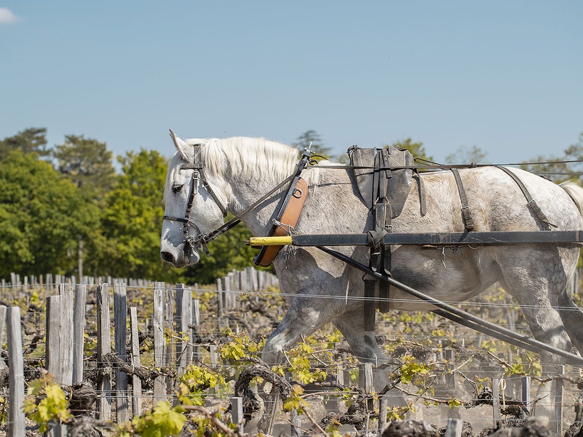 Pauillac's Pontet-Canet vineyard uses draft horses to plow between biodynamic vine rows.