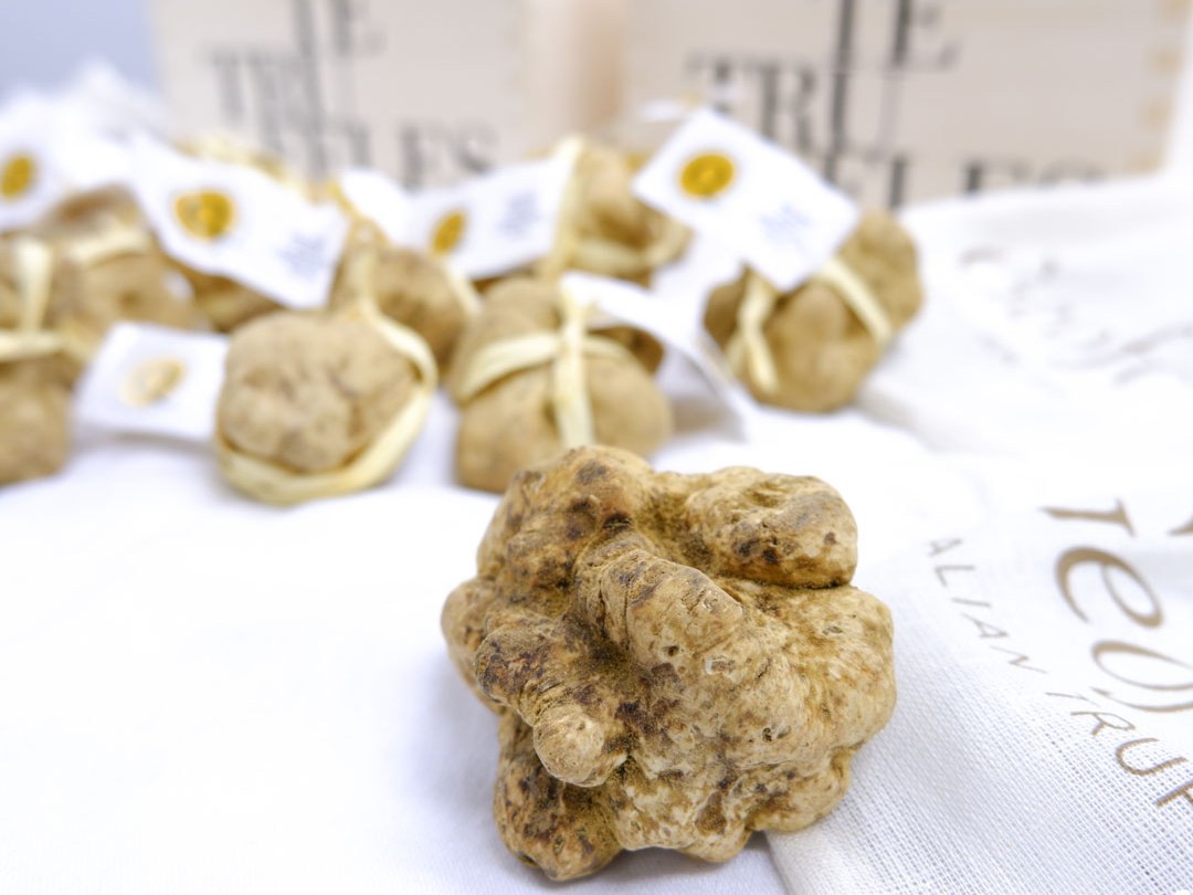 Close-up of a whole fresh white truffle (Tuber magnatum Pico) with a pale ochre, irregular, bumpy surface, resting on a white cloth.