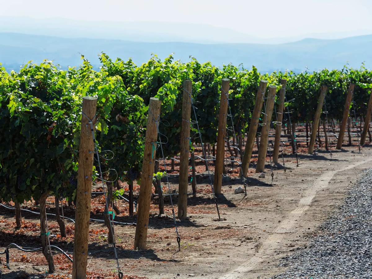 Vineyard rows with green grapevines and wooden posts under a clear sky.